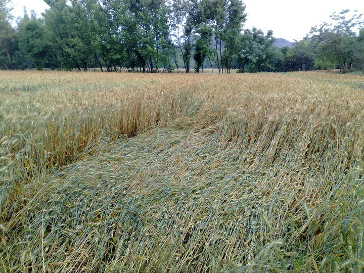 A wheat field with a wide patch of tall stalks knocked flat to the ground