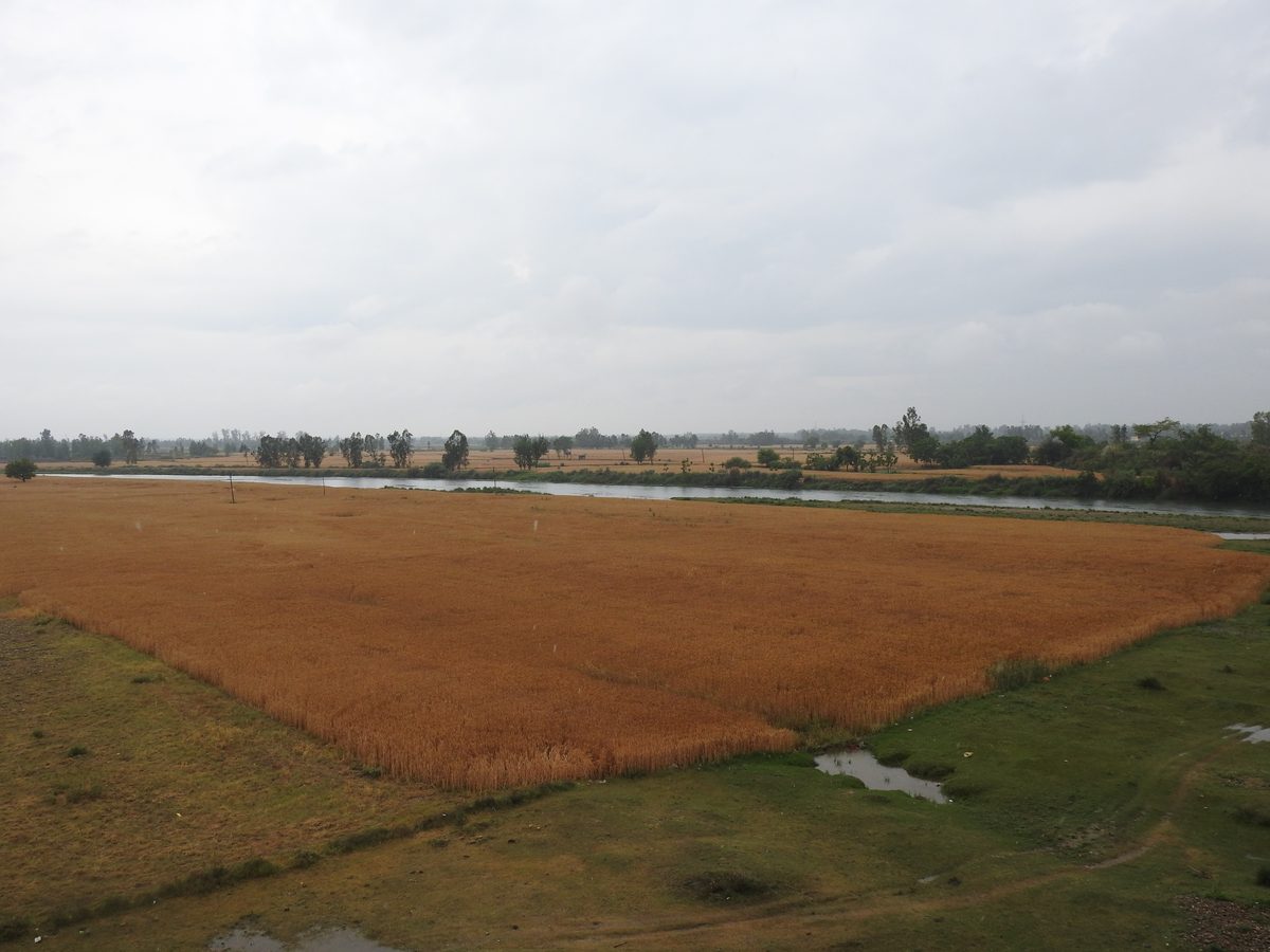 A broad field of ripe golden wheat beside a stretch of water under a cloudy sky in Punjab
