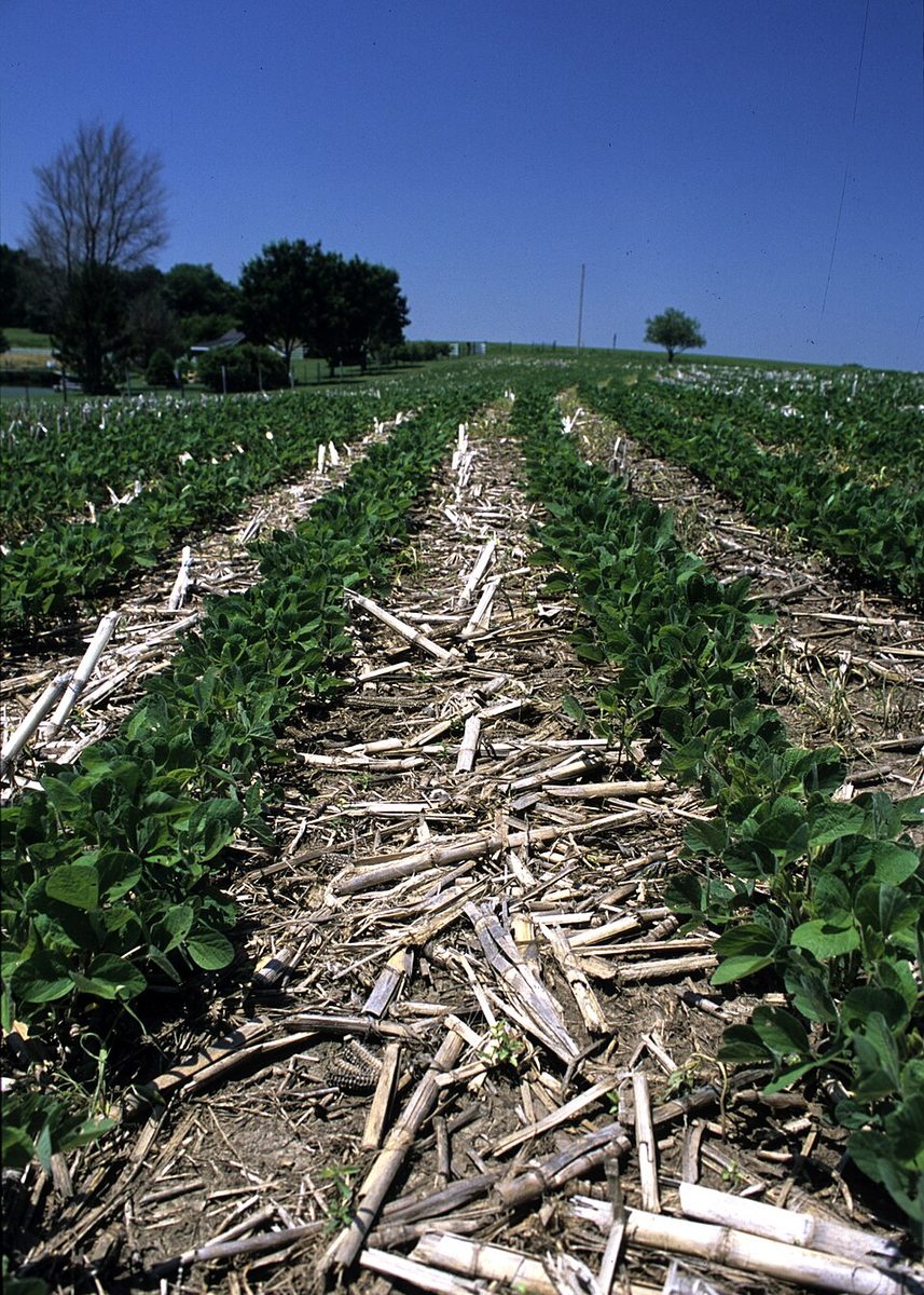 Rows of young soybean plants growing up through the stalks of last year's corn in an unplowed field