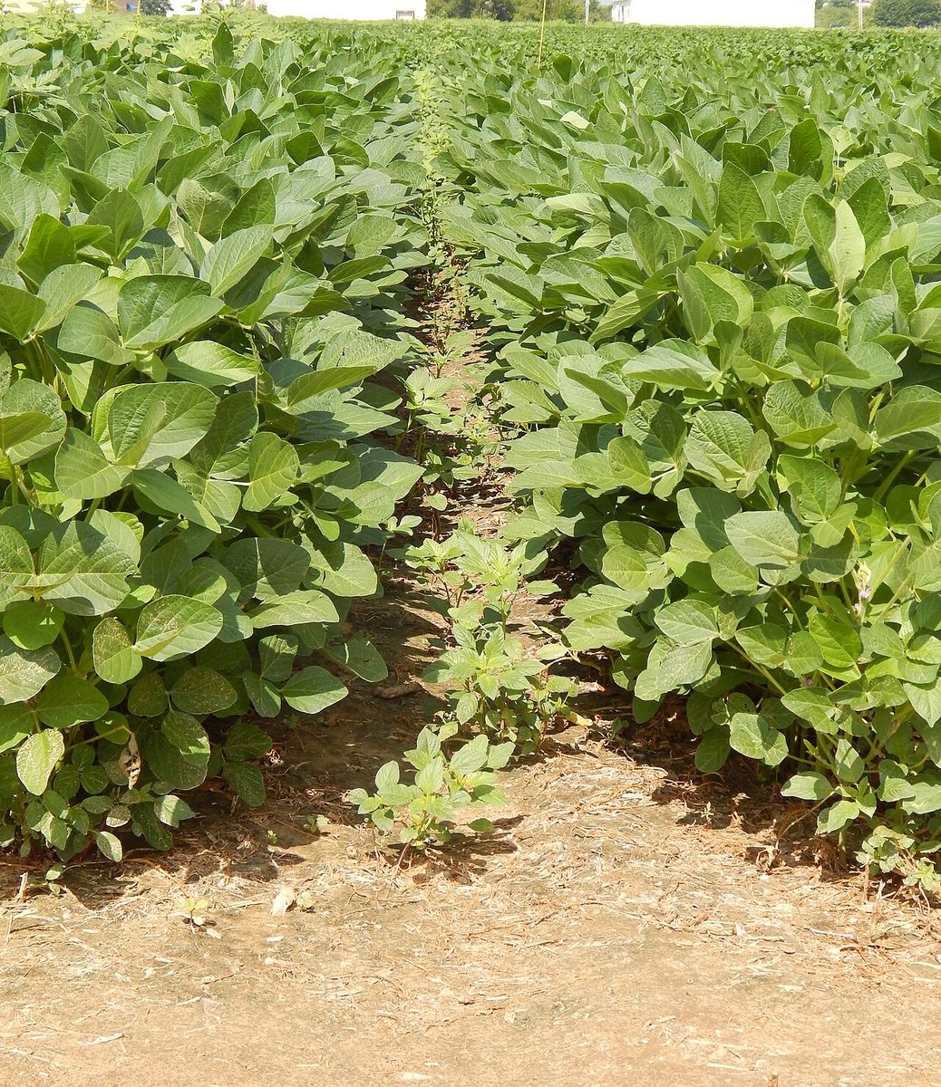 Broadleaf weeds growing in the gap between two rows of soybeans