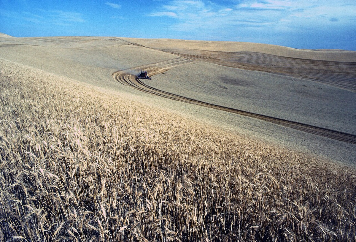 A combine harvesting a vast golden wheat field on rolling hills