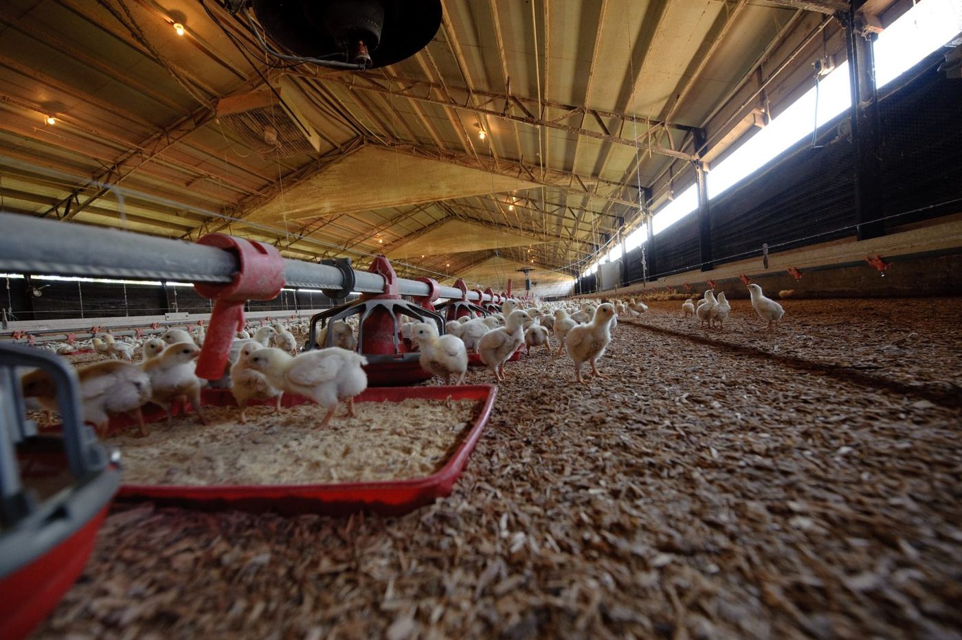 Hundreds of young chicks on wood-shaving litter around red feeder pans in a long, low broiler house