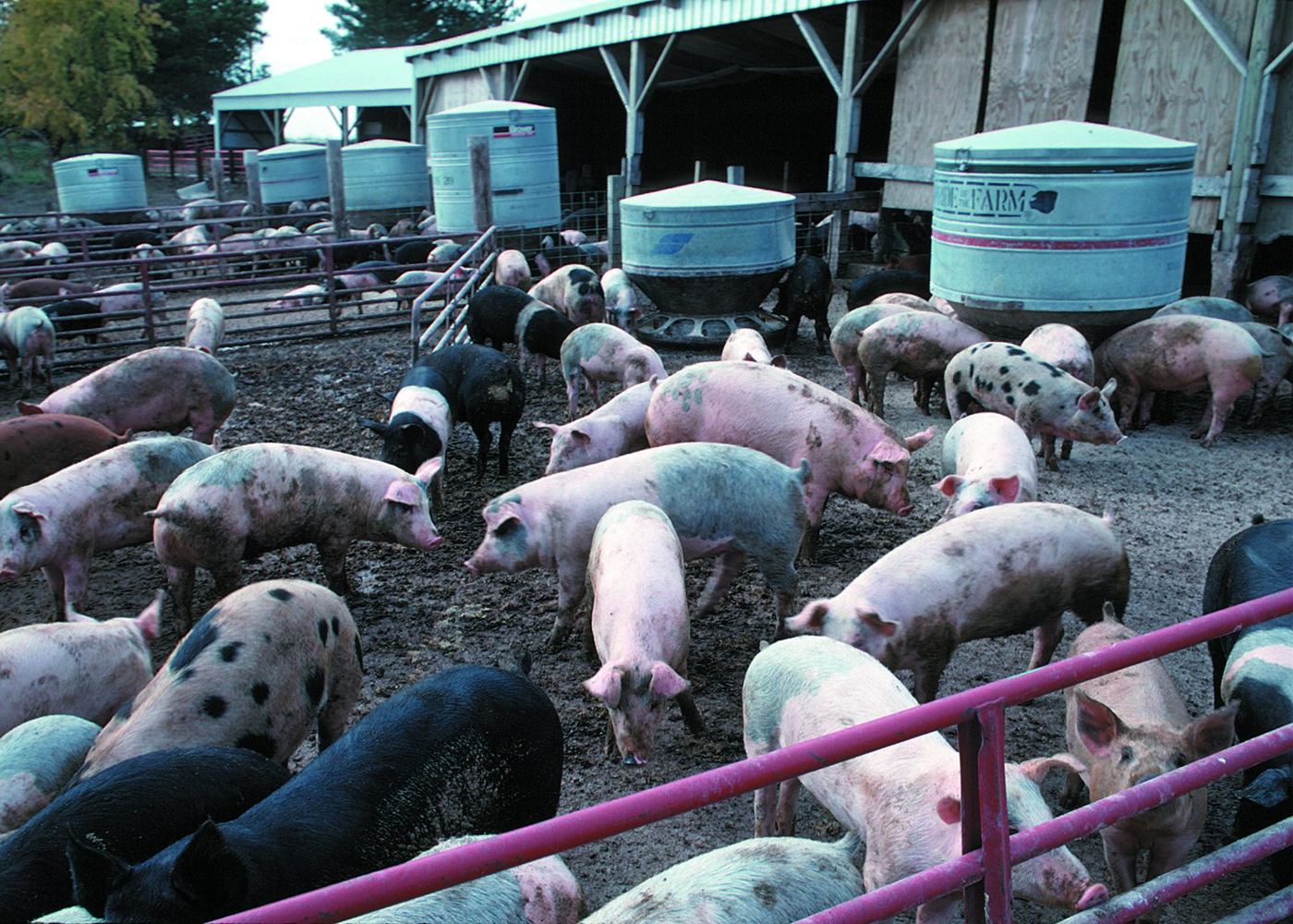 Dozens of pink, black and spotted hogs in a muddy lot, with round metal self-feeders and open sheds behind them