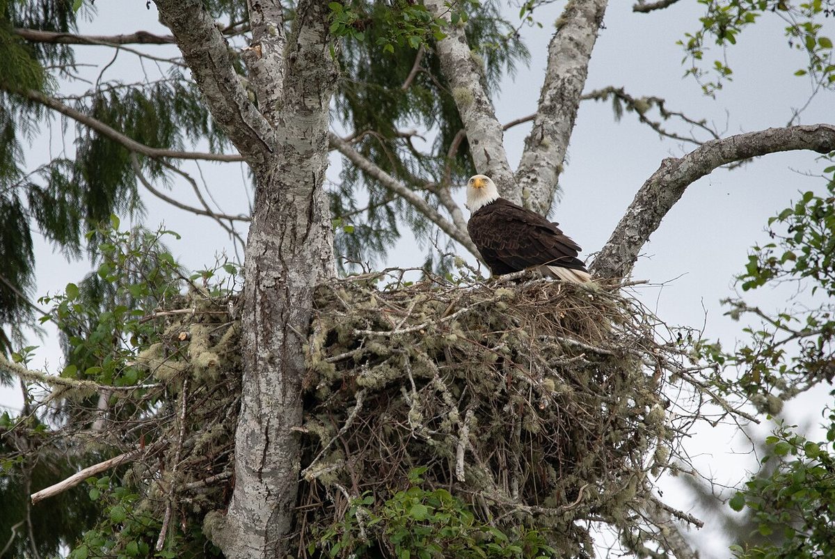 A bald eagle perched at the edge of a large stick nest high in a mossy tree