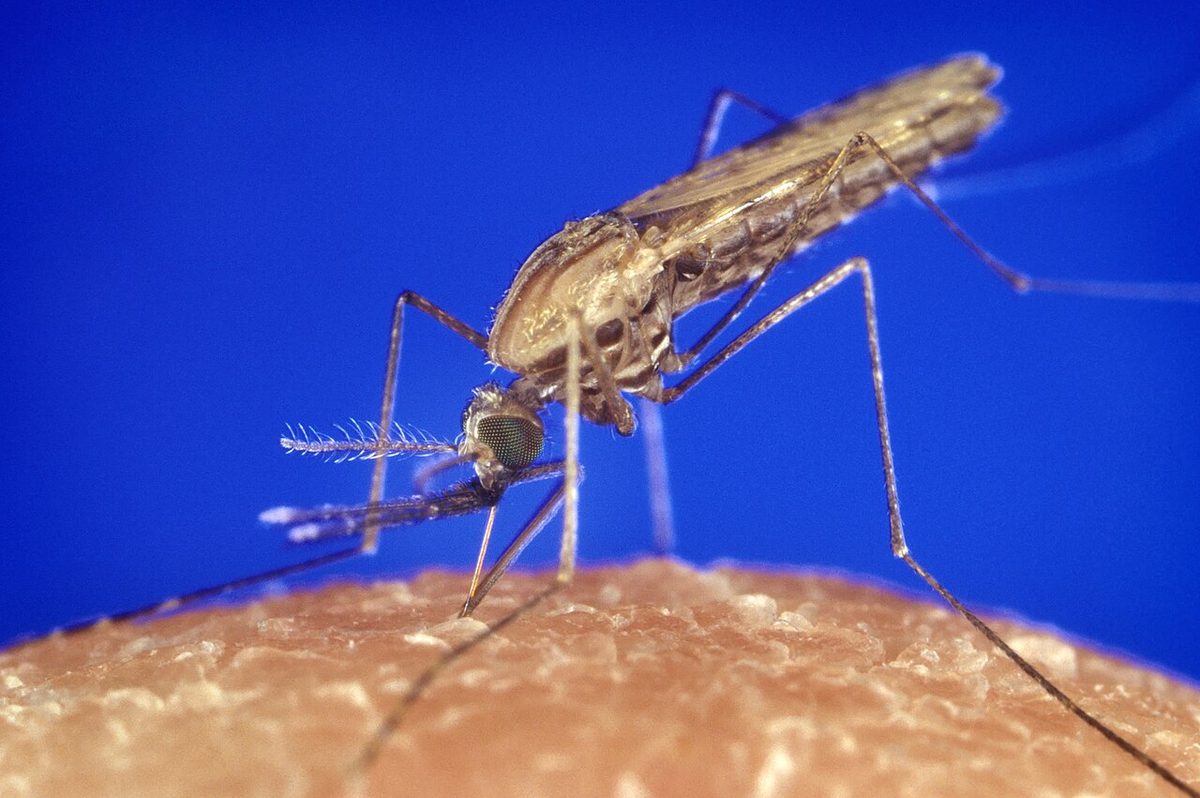 Close-up of an Anopheles gambiae mosquito, a carrier of malaria, biting human skin against a blue background