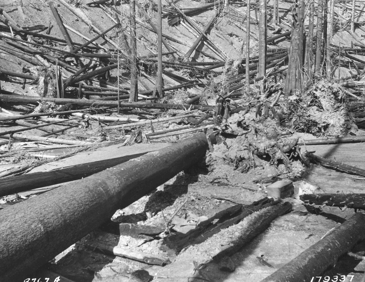 Black and white photo of a burned hillside in 1910, covered in toppled, charred tree trunks and uprooted stumps
