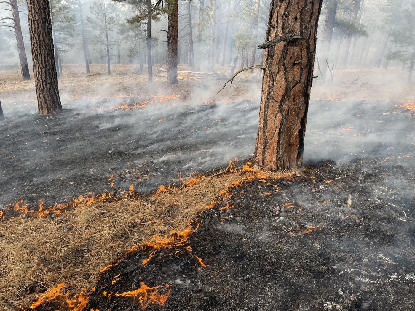 Low flames creep through pine needles on the floor of an open ponderosa pine forest during a planned burn, with smoke among the trunks