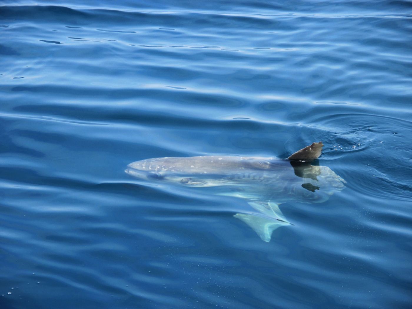 An ocean sunfish swimming just under the surface of calm blue water, its fin breaking the surface