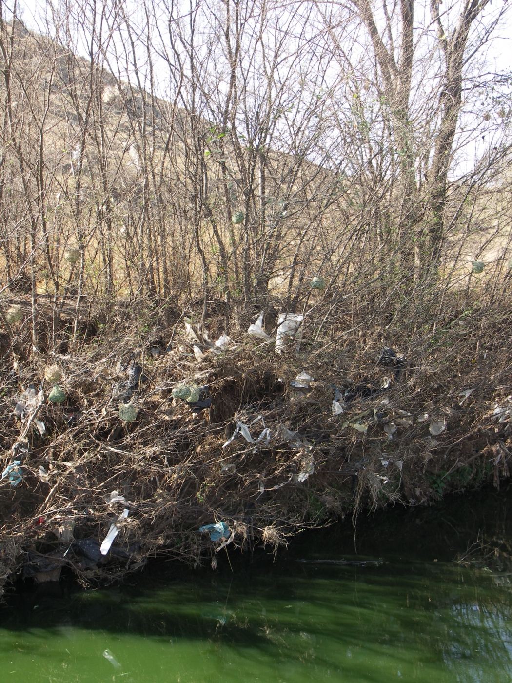 Leafless riverside bushes strung with torn white and blue plastic bags above green water, with round weaverbird nests hanging among them